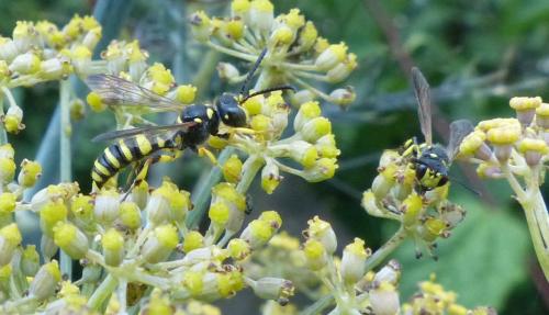 Cerceris sp.